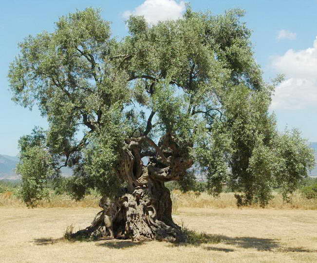 olivetree